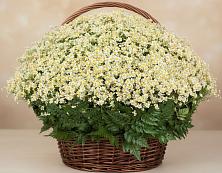 Цветочная композиция из Ромашки в корзине #REPLACE_PRED# Александрийской Республики Дагестан