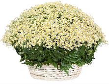 Цветочная композиция из Ромашки в корзине #REPLACE_PRED# Александрийской Республики Дагестан